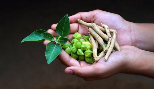 ashwagandha-suplimente-ceai-si-pudra-care-se-potrivesc-cel-mai-bine-pentru-tine